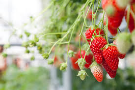Strawberry